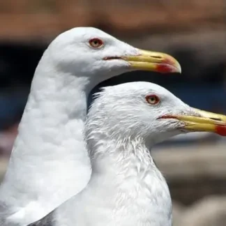 Riserve naturali Sicilia: tour di birdwatching Sicilia