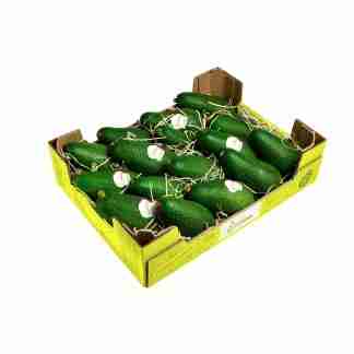 Avocado Fuerte