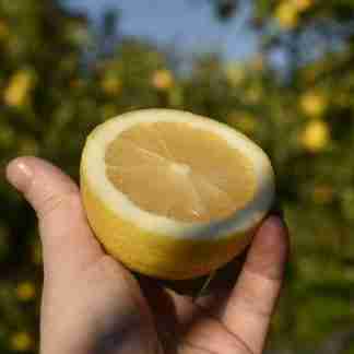 Limone 500g Omaggio