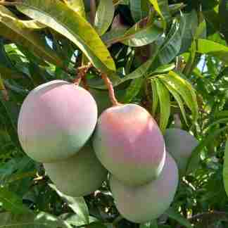 Mango Kensington Siciliano 1kg