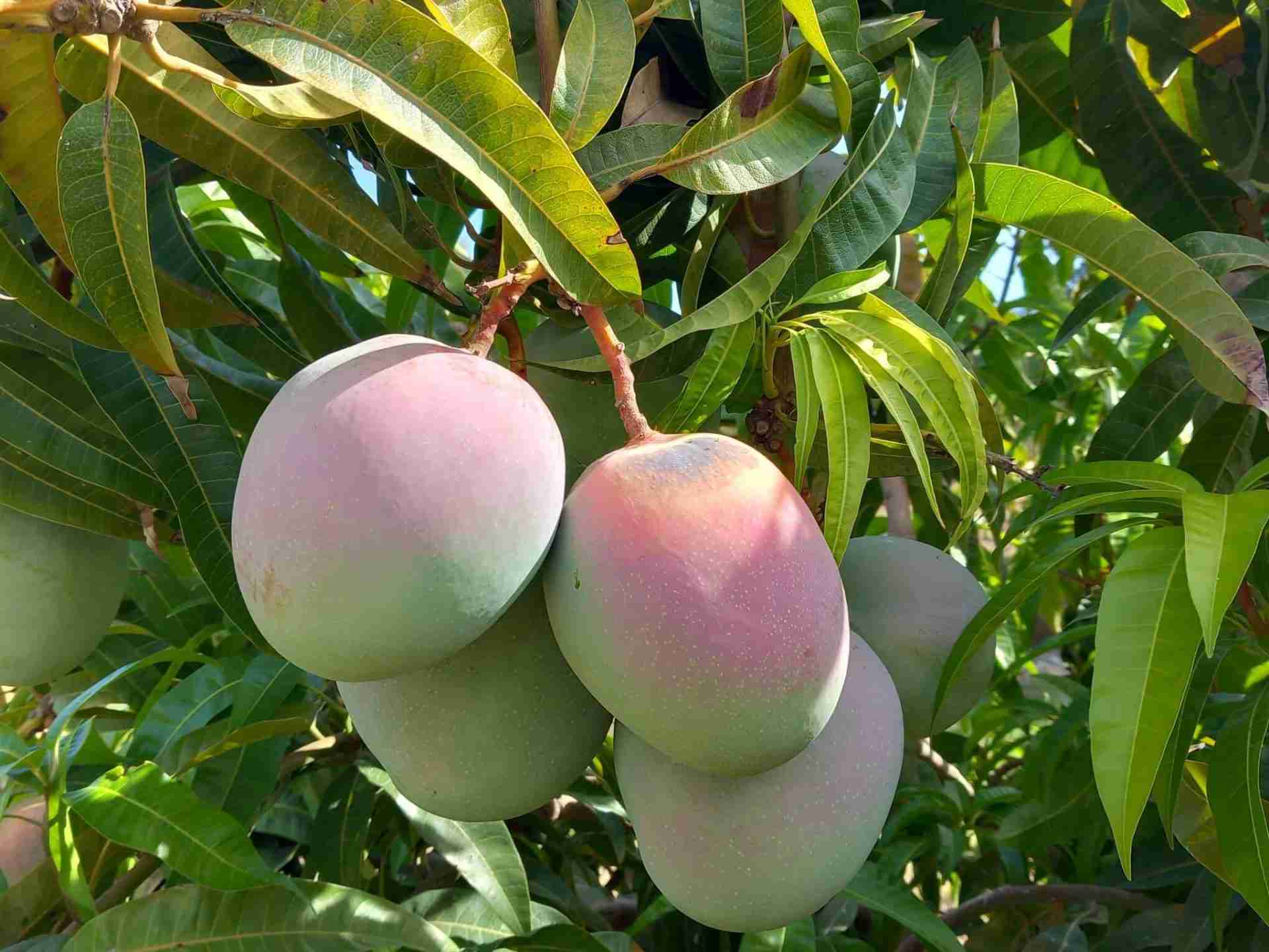 Mango Kensington Siciliano 1kg