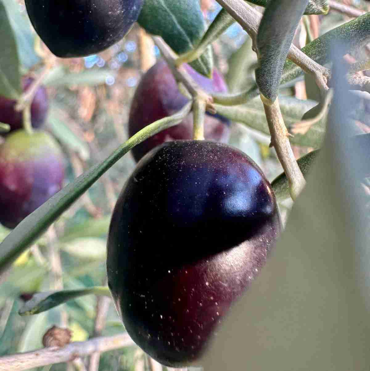 OLIVE NERE FRESCHE DA SALAMOIA O SOTTO SALE