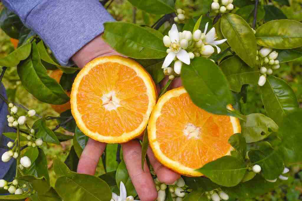Arance Valencia da Tavola e Spremuta 1kg - Sicilia Agrumi