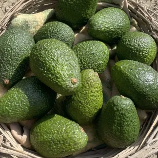 Avocado – 3 pezzi