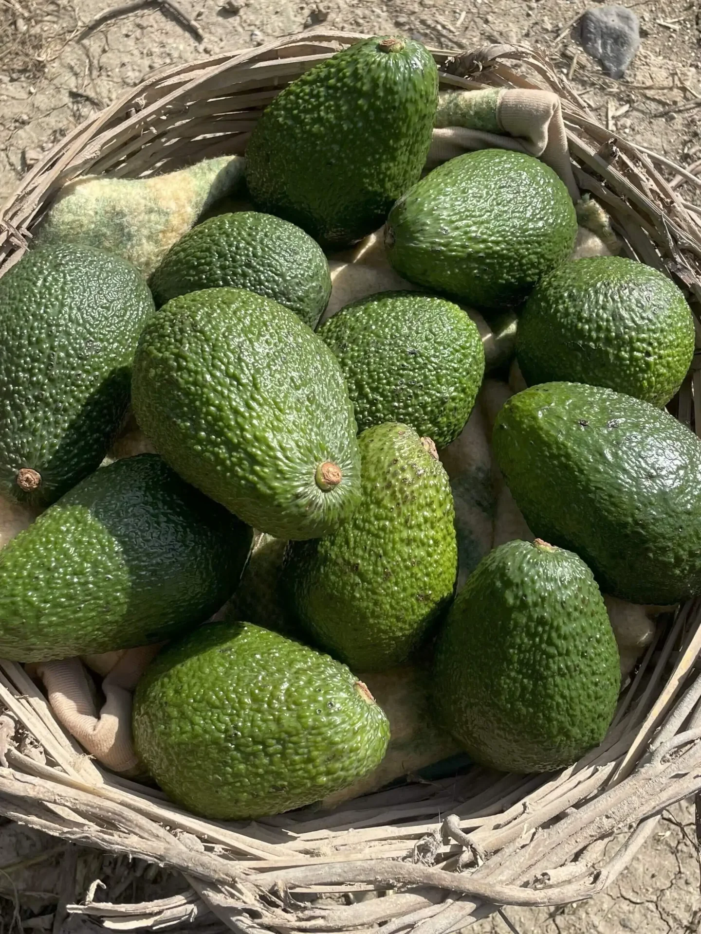 Avocado – 3 pezzi