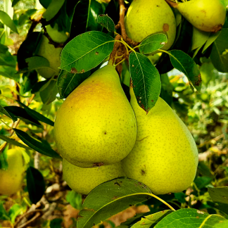 Pere Coscia dell’Etna 1kg - Frutta Estiva Siciliana Dolce