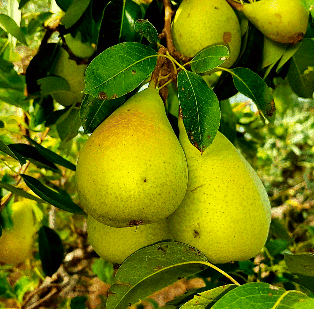 Pere Coscia dell’Etna 1kg - Frutta Estiva Siciliana Dolce