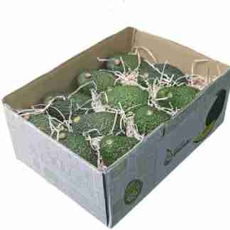 Snack Box avocado hass